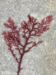 Attēlu rezultāti vaicājumam “Rhodophyta”