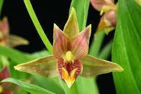 Attēlu rezultāti vaicājumam “Epipactis”