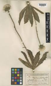 Attēlu rezultāti vaicājumam “Hypochaeris maculata”