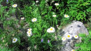 Attēlu rezultāti vaicājumam “Leucanthemum vulgare leaf”