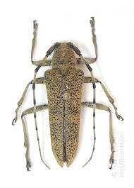 Attēlu rezultāti vaicājumam “Saperda carcharias”