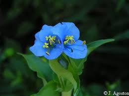 Attēlu rezultāti vaicājumam “Commelina coelestis flower”