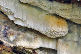 Attēlu rezultāti vaicājumam “Skeletocutis odora”