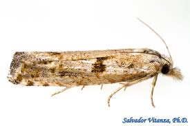 Attēlu rezultāti vaicājumam “Tortricidae”