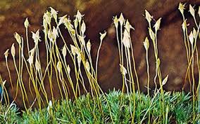 Attēlu rezultāti vaicājumam “Polytrichum commune var. perigoniale”