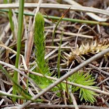 Attēlu rezultāti vaicājumam “Lycopodiella inundata”