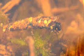 Attēlu rezultāti vaicājumam “Limnephilus larva”