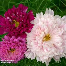 Image result for Cosmos bipinnatus `Double Click`