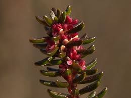 Attēlu rezultāti vaicājumam “Empetrum nigrum flower”