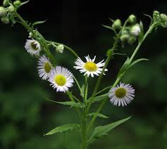 Attēlu rezultāti vaicājumam “Erigeron annuus flower”