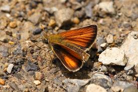 Attēlu rezultāti vaicājumam “Thymelicus lineola male”