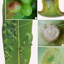 Attēlu rezultāti vaicājumam “Sacchiphantes abietis exuvia”