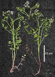 Attēlu rezultāti vaicājumam “Berula erecta leaf”