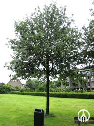 Attēlu rezultāti vaicājumam “Sorbus aria”