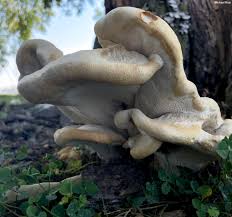 Attēlu rezultāti vaicājumam “Bondarzewia mesenterica”