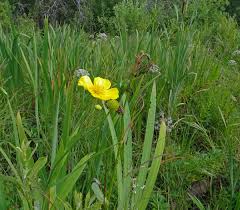 Attēlu rezultāti vaicājumam “Ranunculus lingua leaf”