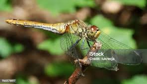Attēlu rezultāti vaicājumam “Sympetrum sanguineum female”