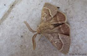 Attēlu rezultāti vaicājumam “Lasiocampa trifolii male”