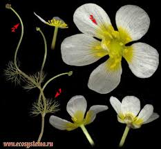 Attēlu rezultāti vaicājumam “Batrachium circinatum flower”