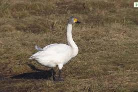 Attēlu rezultāti vaicājumam “Cygnus columbianus adult”
