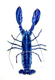 Image result for Homarus gammarus