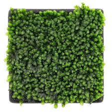 Attēlu rezultāti vaicājumam “Fissidens pusillus sporophyte”