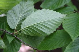 Attēlu rezultāti vaicājumam “Betula alleghaniensis”