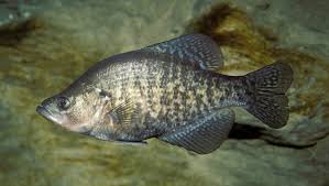 Image result for Pomoxis annularis