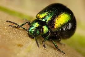 Attēlu rezultāti vaicājumam “Korynetes caeruleus”