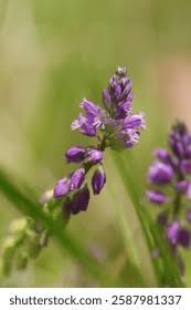 Attēlu rezultāti vaicājumam “Polygala comosa flower”