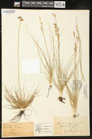 Attēlu rezultāti vaicājumam “Juncus squarrosus”