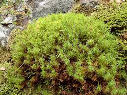 Attēlu rezultāti vaicājumam “Polytrichastrum longisetum”