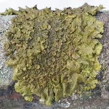 Attēlu rezultāti vaicājumam “Melanohalea olivacea”