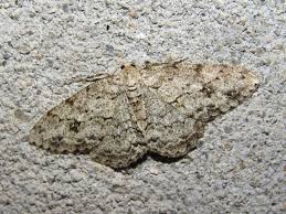 Attēlu rezultāti vaicājumam “Hypomecis roboraria”