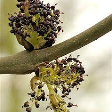 Attēlu rezultāti vaicājumam “Fraxinus excelsior fruit”