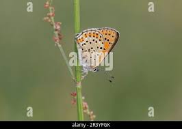 Attēlu rezultāti vaicājumam “Lycaena tityrus underside”