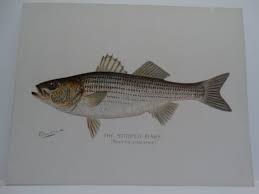 Image result for Morone saxatilis