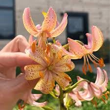 Attēlu rezultāti vaicājumam “Lilium martagon flower”
