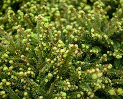 Attēlu rezultāti vaicājumam “Picea abies”