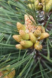 Attēlu rezultāti vaicājumam “Pinus nigra fruit”