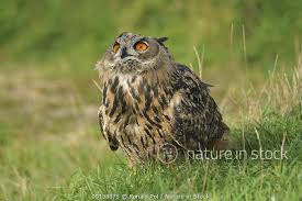 Attēlu rezultāti vaicājumam “Bubo bubo adult”