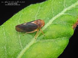 Attēlu rezultāti vaicājumam “Oncopsis sp.”