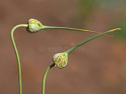 Attēlu rezultāti vaicājumam “Allium sativum bud”