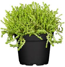 Image result for Sedum acre