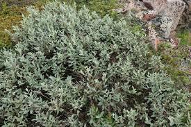 Attēlu rezultāti vaicājumam “Salix lapponum”