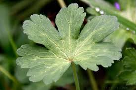 Attēlu rezultāti vaicājumam “Geranium pyrenaicum”