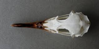 Image result for Puffinus gravis