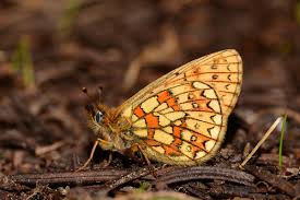 Attēlu rezultāti vaicājumam “Boloria eunomia”