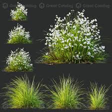 Attēlu rezultāti vaicājumam “Carex elata flower”