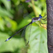 Attēlu rezultāti vaicājumam “Lestidae”